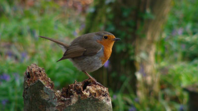 robin